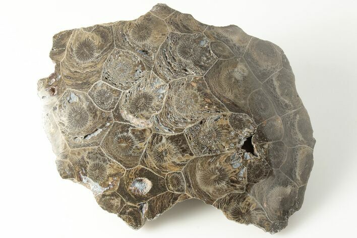 Polished Fossil Coral (Actinocyathus) Head - Morocco #202540